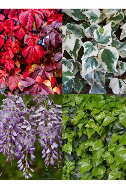 Gardenbox Sarmaşık Bitki Seti Amerikan-Yeşil Hedera Helix(Duvar Sarmaşığı)-Al...
