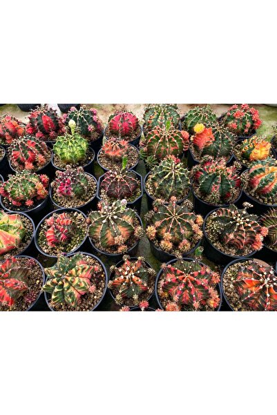 variegataseeds Karışık Özel Tür Kaktüs Yavru boy 3 adet( açıklamayı okuyun)