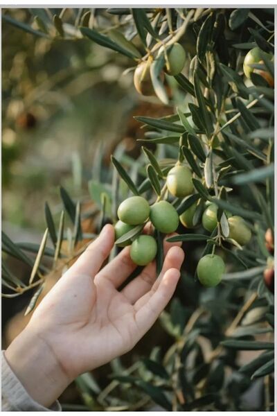 UCF Ziraat Hümik Fulvik Asit Içerikli Toz Organik Gübre 25kg Leonardit Kaynaklı