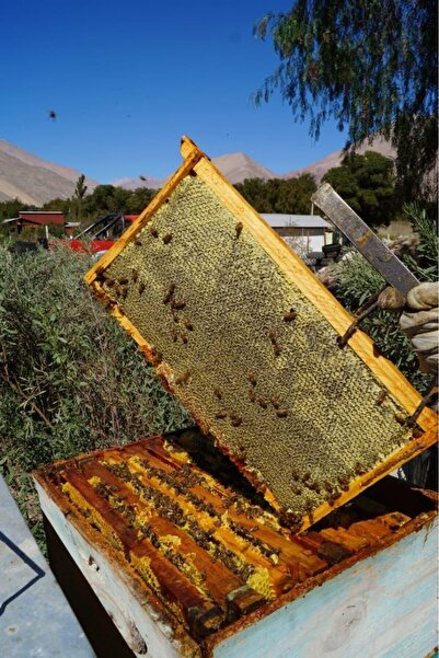 Arı Lezzeti Yüksek Yayla Doğal Esmer Renk Ham Petek Balı(1,5KG NET)|anaç Tipi...