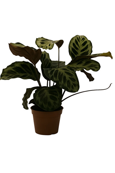 şengülca Canlı Calathea Makoyana – 50–60 Cm Geniş Desenli Peacock Plant Salon Bitkisi