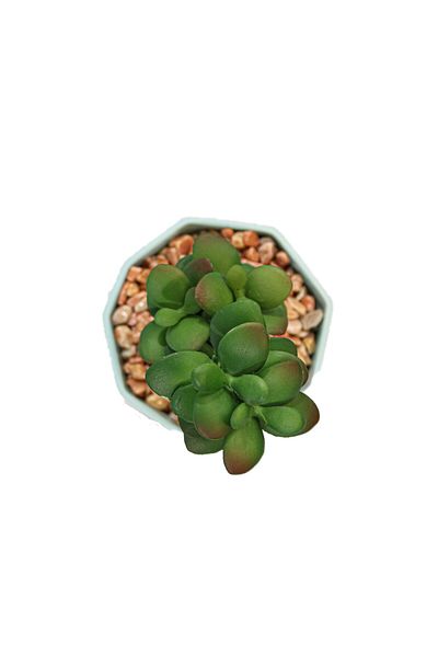 Ella Home Italia Planta Suculenta In Ghiveci, Blue, Plastic, 16Cm - Verde, Plastic, 16cm