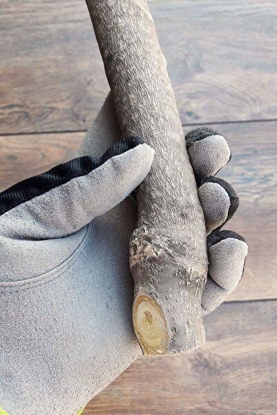 Vixpet Venty Natural Parrot Stump 34 cm | Jako, Amazon, Eklektus, Alexander, Kayak - T578