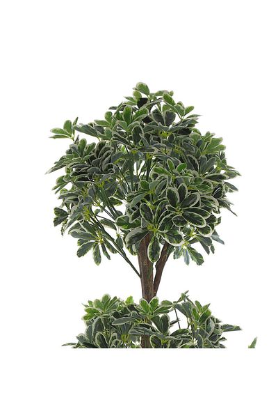 Gharaib Al Tuhaf Dark Folia Petit - Elegant and natural design: 150 cm