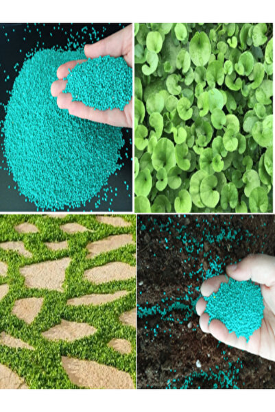 dört mevsim tohumcu Fare Kulağı Tohumu-( 500 gr )-dichondra Repens