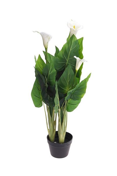 Koopman Artificial Calla Plant, Azay Design, with green leaves and white flowers, in black pot, H 100 cm