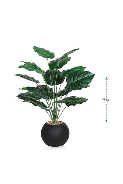 Ch Heart-shaped leaf seedling, 18 leaves, 75 cm plastic pot