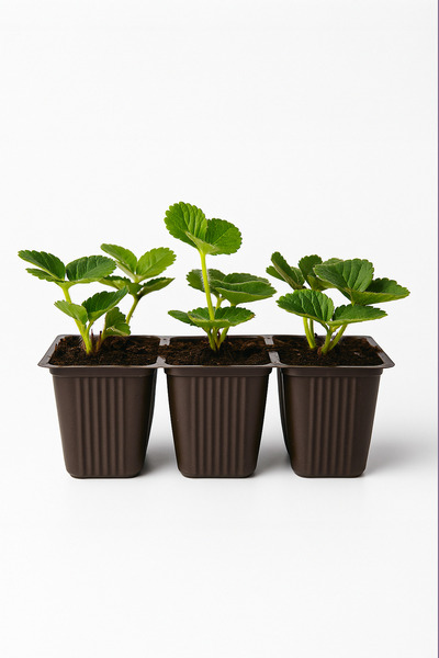 Vasada 12 Adet Albion Çilek Fidesi Yediveren 6x5,5 cm Viyolde Dikime Hazır