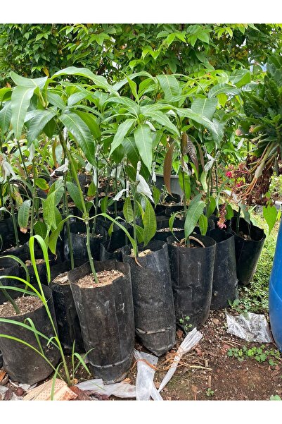 ERVA PEYSAJ AŞILI MANGO FİDANI 12 YAŞ