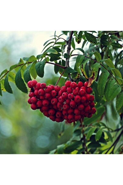 AnamurNaturel Tüplü Kuş Üvezi Sorbus Aucuparia L Fidanı