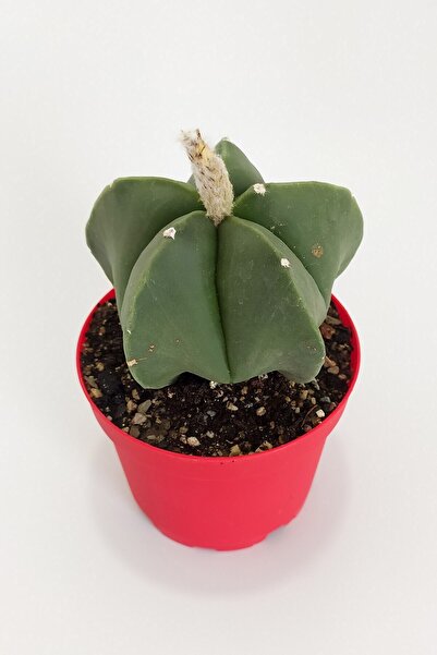 Toptan Kaktüs Astrophytum Miyriostigma Quadricostatum Nadide Tür Tekli Özel Kaktüs 8.5 cm Kırmızı Saksıda