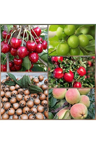 Reyon Bahçe 5 Li Aşılı Meyve Fidanı Pakedi (armut, Elma, Muşmula, Kiraz Ve Erik)