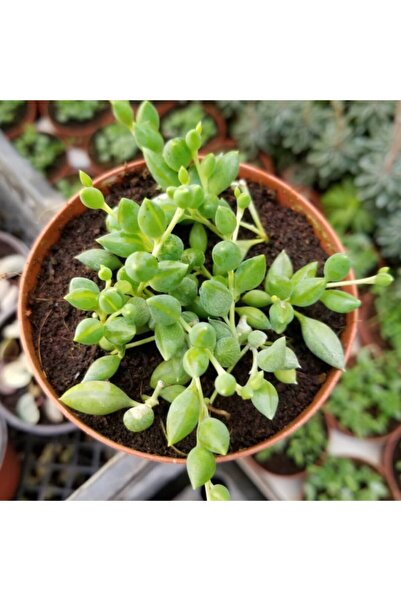 Reyon Bahçe Söbe-boncuk Çiçeği Sukulent,senekio (klenia Rowleyanus) 8 Cm Saksı