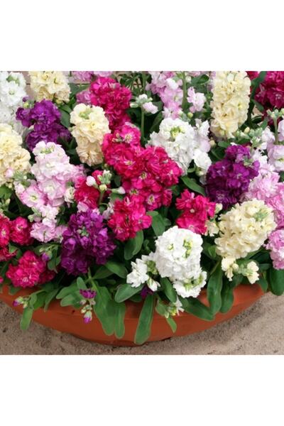 Genel Markalar Şebboy Çiçeği Karışık Renk Çiçek Tohumu 1 Paket (100 Adet)