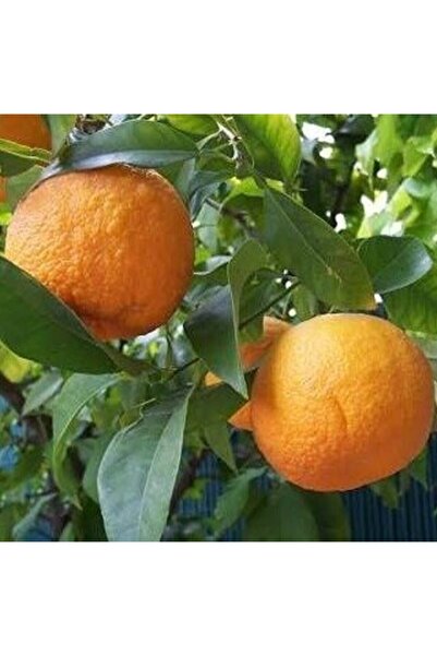 Reyon Bahçe 2 Yaş Turunç Fidanı, Torbada