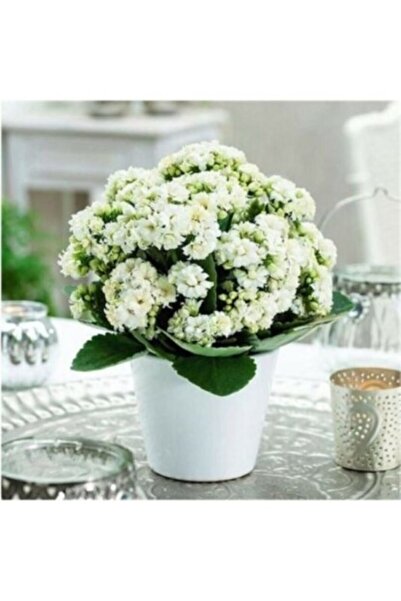 Mevsim Fidancılık Saksılı Beyaz Kalanşo Çiçeği( 12 Lik Saksıda )