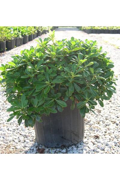 ASES Saksıda 4 Adet Bodur Yıldız Çalısı - Pitos (pittosporum Tobira Nana)