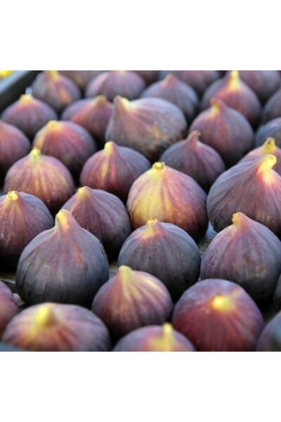 AnamurNaturel Tüplü Türk Lokumu Bursa Dürdane Siyah Inciri Fidanı