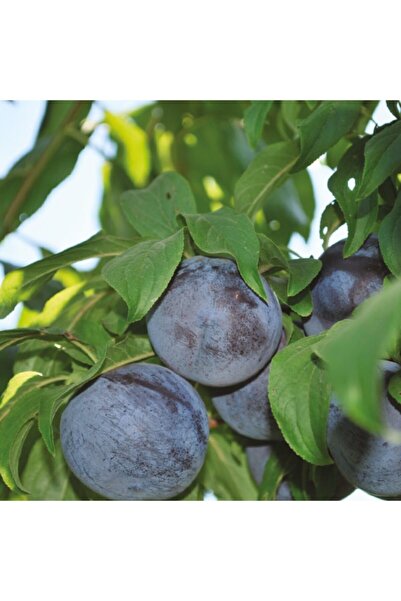 AnamurNaturel Tüplü Aşılı Verimli Black Amber Siyah Japon Erik Fidanı