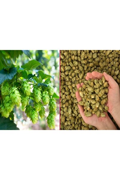 AZEM Şerbetci Otu 100 gr