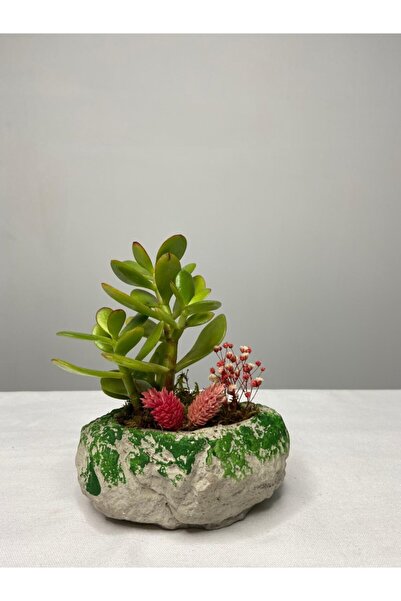 Çiçek Taş Serisi Crassula Tasarım - Para Çiçeği