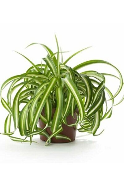 YEŞİLİMARKET Kurdele Çiçeği Chlorophytum Comosum 30cm. Çapında. 14cm. Saksıda