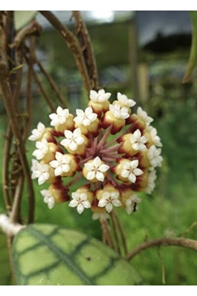 PLANT Hoya Mum Çiçeği