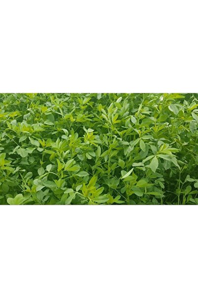 TİGEM Yüksek Dormansili Yonca Tohumu 5 Kg