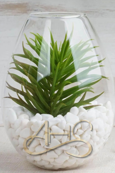 cayon Beyaz Dolomit Taş 2 Kg 1,5-2,5 Cm Dere Çakıl Taşı Bahçe Süs Taşı Saksı Teraryum Taşı