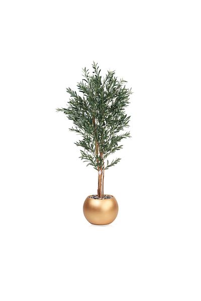 DEC31 Olive tree in a plastic pot, gold color