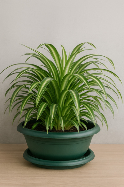 ToXA 3,8 Litre Yeşil Aranjman Saksı Tabaklı Plastik Menekşe Kaktüs Çiçek Saksısı No1