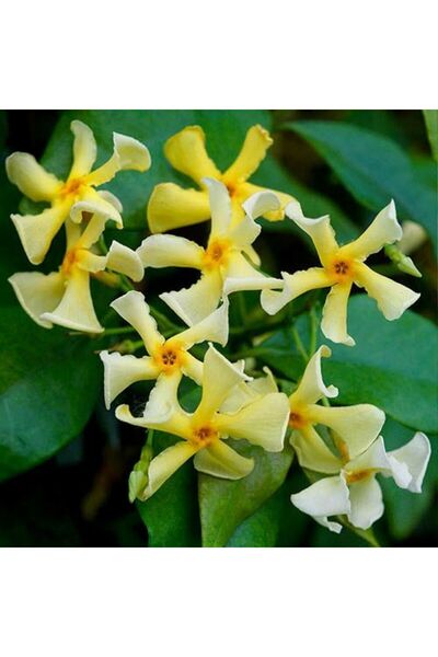 doğaşık Sarı Çiçekli Sarmaşık Yasemin "Star Of Toscane" 1-2 Yaş Arası Tüplü