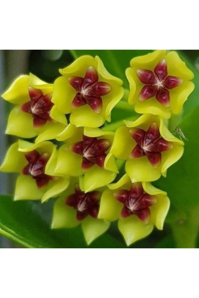 Yades Altın Yıldız Mum Çiçeği Hoya (Sarı rengin parlaklığını ve ortadaki yıldız şeklini ön plana çıkarır)