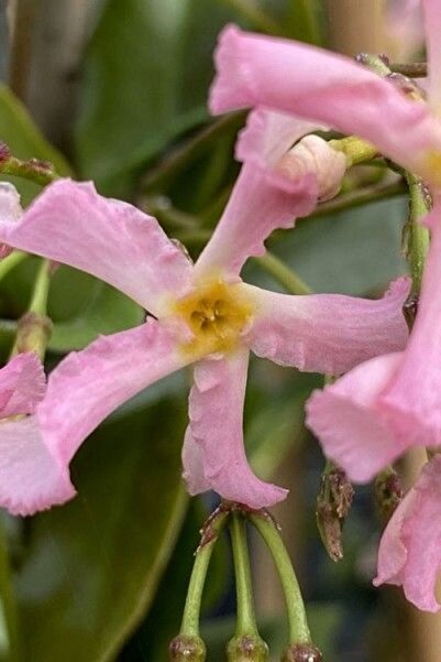 doğaşık Pembe Çiçekli Arap Yasemini "Pink Showers" 1-2 Yaş Arası Tüplü