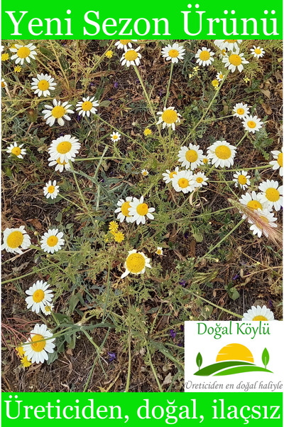 Doğal Köylü Doğal Papatya Çayı 40gr (Tıbbi Papatya) - Üreticiden, Doğal, İlaçsız