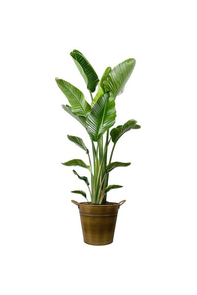 Fidanburada Starliçe XL (Strelitzia) Gold Metal Saksılı