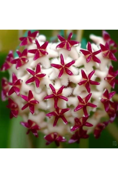 Yades Pembe Yıldız Buketi Hoya Mum Çiçeği Fidanı