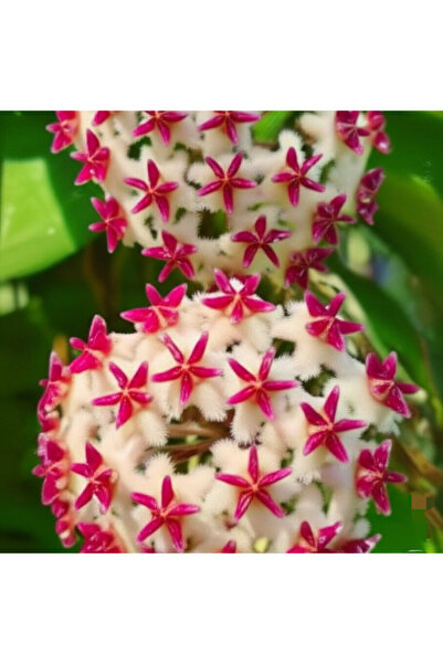 Yades Bordo Yıldızlı Pamuk Prenses Mum Çiçeği Fidanı (Hoya)