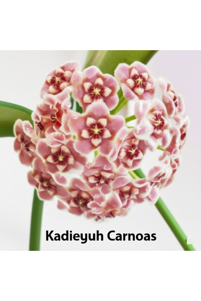 Yades Pembe Kadife Yıldızı Hoya Carnosa Mum Çiçeği Fidanı