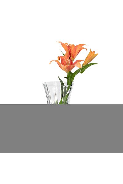 Generic Glass Vase Opera Clear