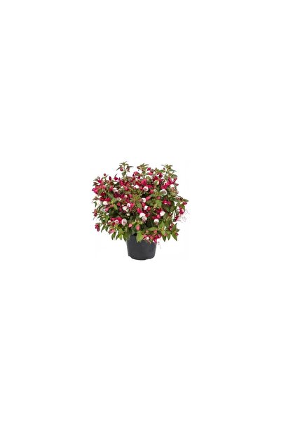 Mimoza Kırmızı Beyaz Küpe Küpeli Çiçeği Fidanı 10-20 cm Fuchsia