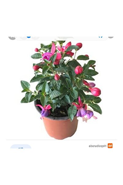 Mimoza Canlı Küpeli Çiçeği Fidanı Pembe Mor 10-20 cm