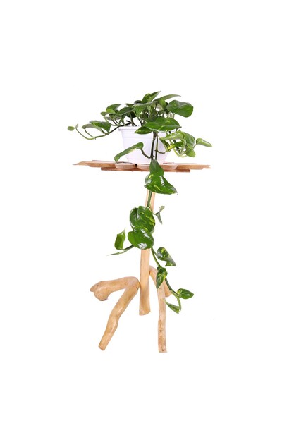 Genel Markalar Pothos (Potos) Salon Sarmaşığı - Epipremnum Aureum 10-20 cm