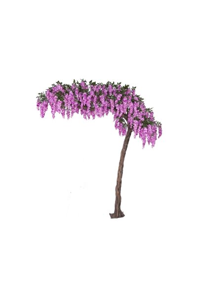 Mimoza Kokulu Mor Çiçekli Mor Salkım Fidanı 10-20 cm