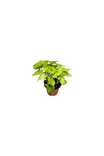 Mimoza Syngonium Podophyllum Melek Kanadı Çiçeği Fidanı 10-20 cm