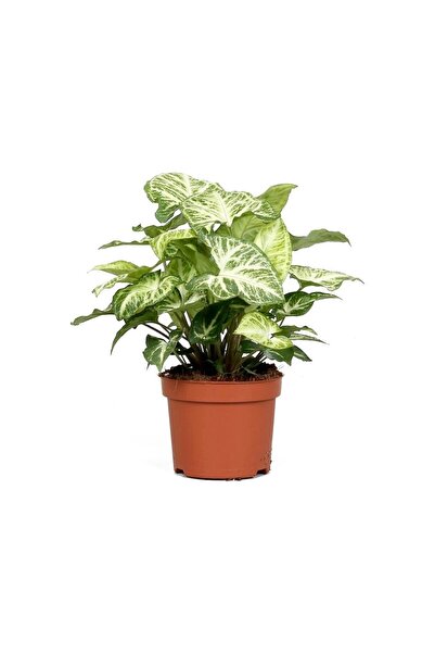 Mimoza Syngonium Melek Kanadı Çiçeği Fidanı 10-20 cm