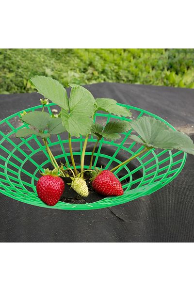 Choice 5pc 5/10Pcs Strawberry Plant Supports with 3 Sturdy Legs Strawberry Growing Racks Protector Frame Ho
