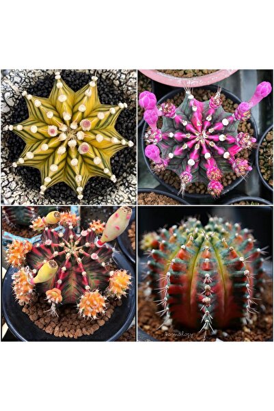 TULIN Gymnocalycium Variegata "SEPIA B/HALF MOON/SUGAR CANDY/ PINK DIAMOND"-özel Tür Tohumlar 50 Ad