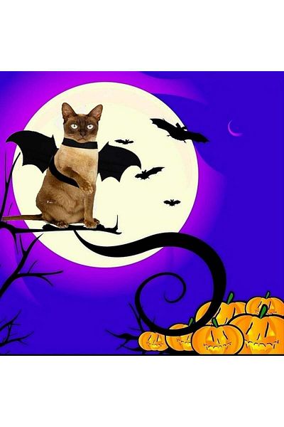 DAZZTIME Pet Halloween Costume, felt, black/yellow, 50 x 18 cm
