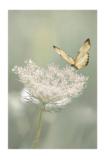 Harikabirev Amazing | Soft Green Butterfly Plant Model X2 | Framed Tempered Glass Table Single Vertical